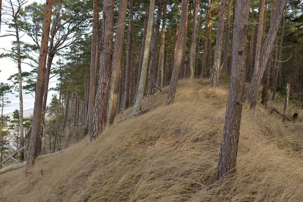 Βαλτικές Ακτές Αμμόλοφοι Μαγευτικό Καταπράσινο Δάσος Πεύκα Και Έλατο Βρύα — Φωτογραφία Αρχείου