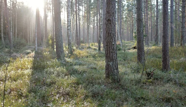 Görkemli Evergreen Ormanı. Güçlü çam ve çam ağaçları, yosun, eğrelti otu, bitkiler. Yumuşak güneş ışığı. Baharın başında. Saf doğa. Ekoloji, yürüyüş, temiz hava, sağlıklı yaşam tarzı kavramları.