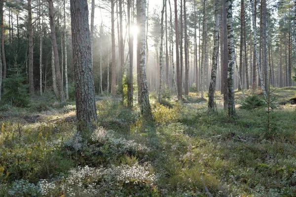 Görkemli Evergreen Ormanı. Güçlü çam ve çam ağaçları, yosun, eğrelti otu, bitkiler. Yumuşak güneş ışığı. Baharın başında. Saf doğa. Ekoloji, yürüyüş, temiz hava, sağlıklı yaşam tarzı kavramları.