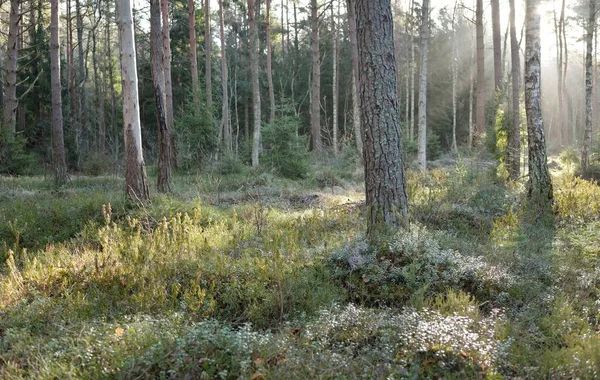 Majestic Evergreen Forest Mighty Pine Spruce Trees Moss Fern Plants — ストック写真