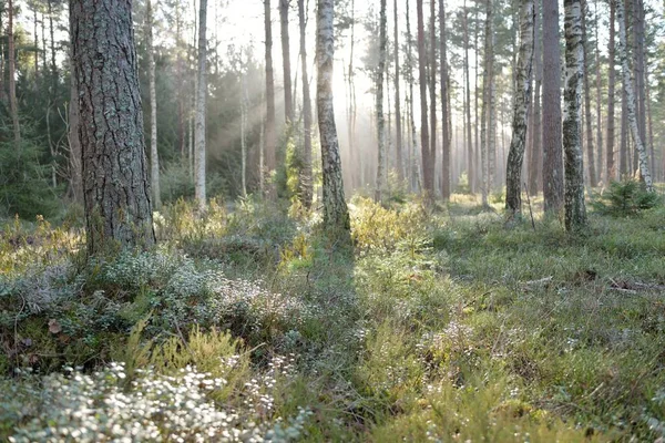 Görkemli Evergreen Ormanı. Güçlü çam ve çam ağaçları, yosun, eğrelti otu, bitkiler. Yumuşak güneş ışığı. Baharın başında. Saf doğa. Ekoloji, yürüyüş, temiz hava, sağlıklı yaşam tarzı kavramları.
