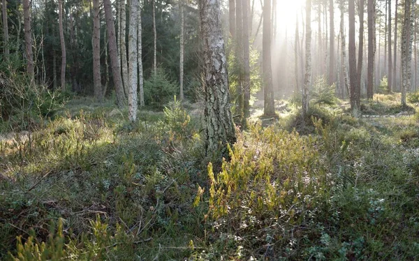 Görkemli Evergreen Ormanı. Güçlü çam ve çam ağaçları, yosun, eğrelti otu, bitkiler. Yumuşak güneş ışığı. Baharın başında. Saf doğa. Ekoloji, yürüyüş, temiz hava, sağlıklı yaşam tarzı kavramları.