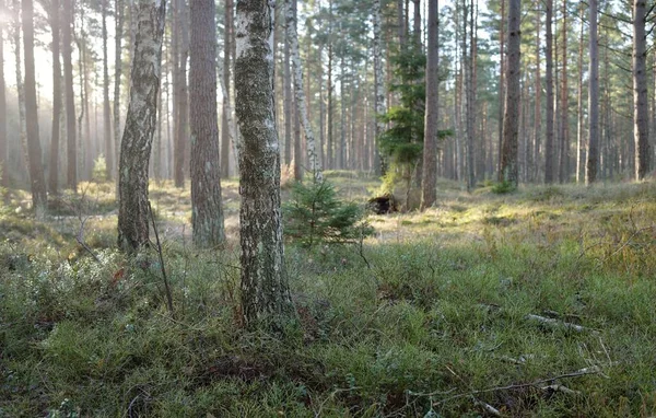 Görkemli Evergreen Ormanı. Güçlü çam ve çam ağaçları, yosun, eğrelti otu, bitkiler. Yumuşak güneş ışığı. Baharın başında. Saf doğa. Ekoloji, yürüyüş, temiz hava, sağlıklı yaşam tarzı kavramları.