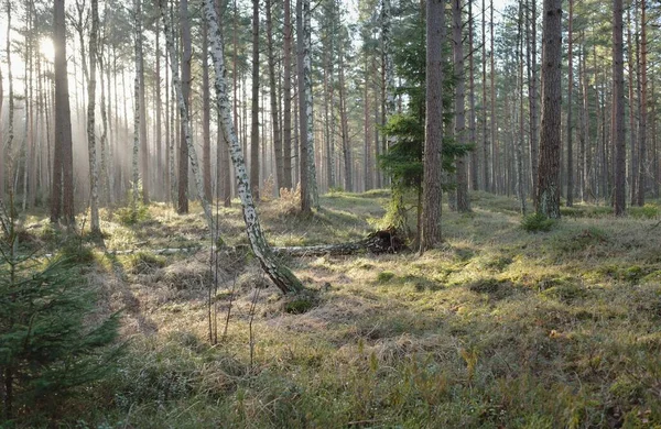 Görkemli Evergreen Ormanı. Güçlü çam ve çam ağaçları, yosun, eğrelti otu, bitkiler. Yumuşak güneş ışığı. Baharın başında. Saf doğa. Ekoloji, yürüyüş, temiz hava, sağlıklı yaşam tarzı kavramları.