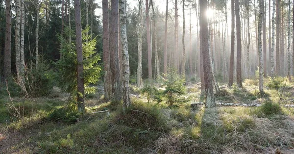 Görkemli Evergreen Ormanı. Güçlü çam ve çam ağaçları, yosun, eğrelti otu, bitkiler. Yumuşak güneş ışığı. Baharın başında. Saf doğa. Ekoloji, yürüyüş, temiz hava, sağlıklı yaşam tarzı kavramları.