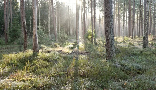 Görkemli Evergreen Ormanı. Güçlü çam ve çam ağaçları, yosun, eğrelti otu, bitkiler. Yumuşak güneş ışığı. Baharın başında. Saf doğa. Ekoloji, yürüyüş, temiz hava, sağlıklı yaşam tarzı kavramları.