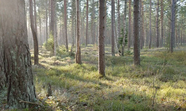 Görkemli Evergreen Ormanı. Güçlü çam ve çam ağaçları, yosun, eğrelti otu, bitkiler. Yumuşak güneş ışığı. Baharın başında. Saf doğa. Ekoloji, yürüyüş, temiz hava, sağlıklı yaşam tarzı kavramları.