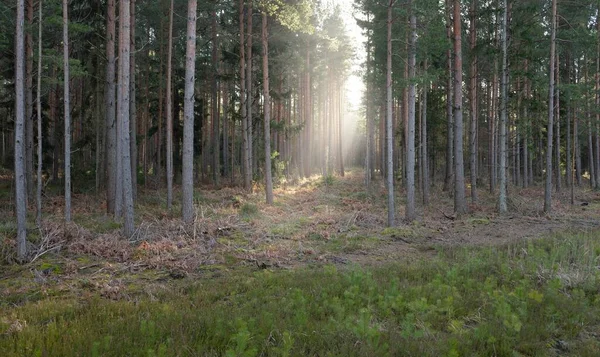 Görkemli Evergreen Ormanı. Güçlü çam ve çam ağaçları, yosun, eğrelti otu, bitkiler. Yumuşak güneş ışığı. Baharın başında. Saf doğa. Ekoloji, yürüyüş, temiz hava, sağlıklı yaşam tarzı kavramları.