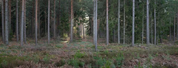 Majestätischer Immergrüner Wald Mächtige Kiefern Und Fichten Moos Farne Pflanzen — Stockfoto