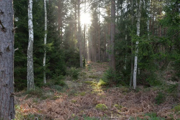 Majestic Evergreen Forest Mighty Pine Spruce Trees Moss Fern Plants — Fotografia de Stock