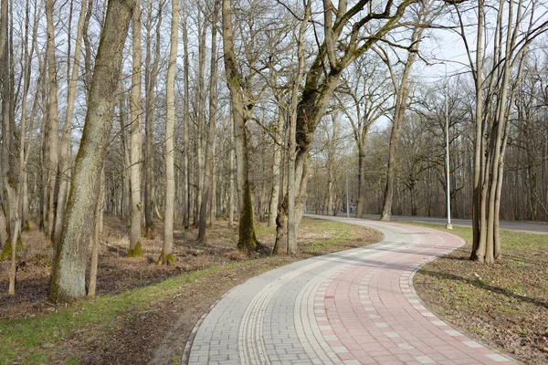 Orman parkında modern virajlı yaya yolu ve bisiklet yolu. Baharın başında. Güçlü ağaçlar, kuru altın yapraklar. Doğa, ekoloji, eğlence, kuzey yürüyüşü, bisiklet, yürüyüş, eko-turizm