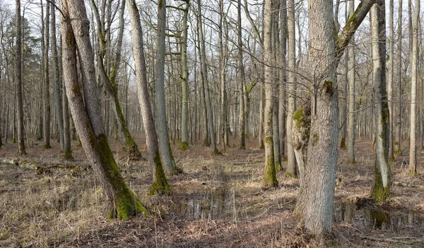 Orman parkına giden yol. Sonbahar renkleri, yumuşak güneş ışığı. Güçlü ağaçlar, kuru bitkiler, yosun, altın yapraklar. Baharın başında. Atmosferik manzara. Doğa, çevre. Panoramik görünüm