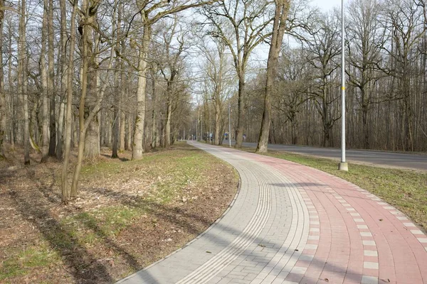 Orman parkında modern virajlı yaya yolu ve bisiklet yolu. Baharın başında. Güçlü ağaçlar, kuru altın yapraklar. Doğa, ekoloji, eğlence, kuzey yürüyüşü, bisiklet, yürüyüş, eko-turizm