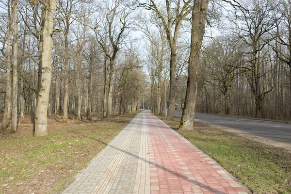 Orman parkında modern virajlı yaya yolu ve bisiklet yolu. Baharın başında. Güçlü ağaçlar, kuru altın yapraklar. Doğa, ekoloji, eğlence, kuzey yürüyüşü, bisiklet, yürüyüş, eko-turizm