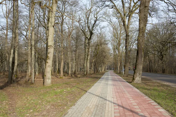 Orman parkında modern virajlı yaya yolu ve bisiklet yolu. Baharın başında. Güçlü ağaçlar, kuru altın yapraklar. Doğa, ekoloji, eğlence, kuzey yürüyüşü, bisiklet, yürüyüş, eko-turizm