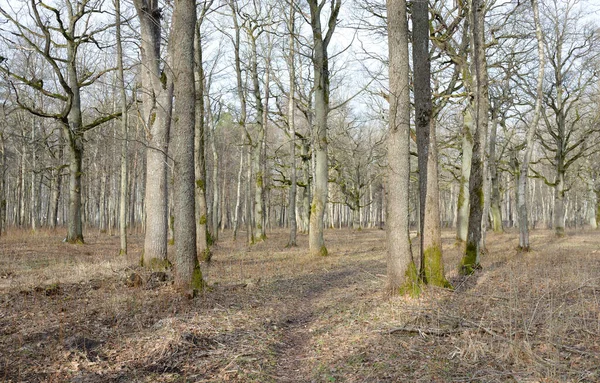 Orman parkına giden yol. Sonbahar renkleri, yumuşak güneş ışığı. Güçlü ağaçlar, kuru bitkiler, yosun, altın yapraklar. Baharın başında. Atmosferik manzara. Doğa, çevre. Panoramik görünüm
