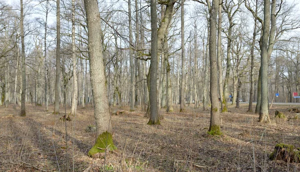 Cesta Přes Lesopark Podzimní Barvy Měkké Sluneční Světlo Mocné Stromy — Stock fotografie