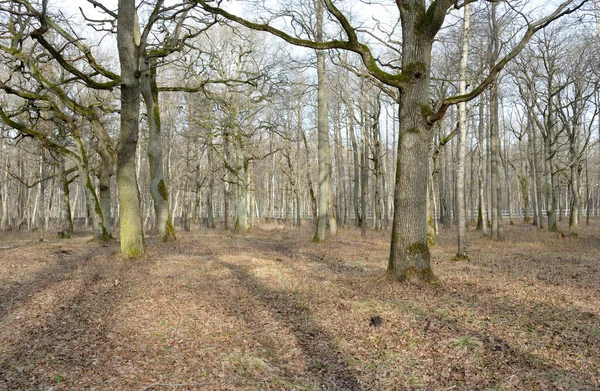 Orman parkına giden yol. Sonbahar renkleri, yumuşak güneş ışığı. Güçlü ağaçlar, kuru bitkiler, yosun, altın yapraklar. Baharın başında. Atmosferik manzara. Doğa, çevre. Panoramik görünüm