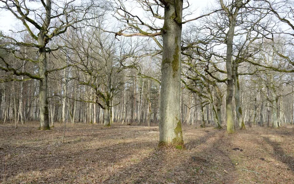 Orman parkına giden yol. Sonbahar renkleri, yumuşak güneş ışığı. Güçlü ağaçlar, kuru bitkiler, yosun, altın yapraklar. Baharın başında. Atmosferik manzara. Doğa, çevre. Panoramik görünüm