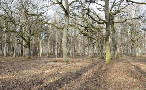 Orman parkına giden yol. Sonbahar renkleri, yumuşak güneş ışığı. Güçlü ağaçlar, kuru bitkiler, yosun, altın yapraklar. Baharın başında. Atmosferik manzara. Doğa, çevre. Panoramik görünüm