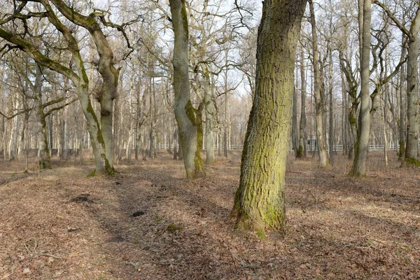 Orman parkına giden yol. Sonbahar renkleri, yumuşak güneş ışığı. Güçlü ağaçlar, kuru bitkiler, yosun, altın yapraklar. Baharın başında. Atmosferik manzara. Doğa, çevre. Panoramik görünüm