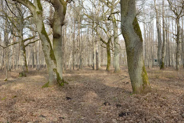 Orman parkına giden yol. Sonbahar renkleri, yumuşak güneş ışığı. Güçlü ağaçlar, kuru bitkiler, yosun, altın yapraklar. Baharın başında. Atmosferik manzara. Doğa, çevre. Panoramik görünüm