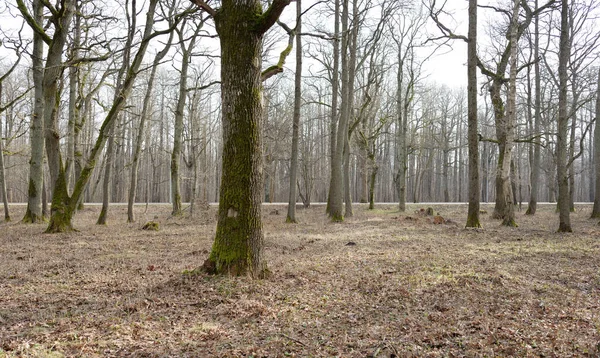 Orman parkına giden yol. Sonbahar renkleri, yumuşak güneş ışığı. Güçlü ağaçlar, kuru bitkiler, yosun, altın yapraklar. Baharın başında. Atmosferik manzara. Doğa, çevre. Panoramik görünüm
