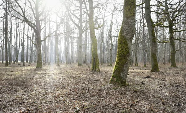 Orman parkına giden yol. Sonbahar renkleri, yumuşak güneş ışığı. Güçlü ağaçlar, kuru bitkiler, yosun, altın yapraklar. Baharın başında. Atmosferik manzara. Doğa, çevre. Panoramik görünüm