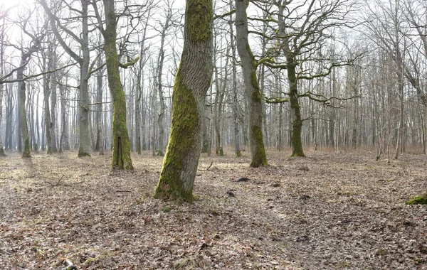 Percorso Attraverso Parco Forestale Colori Autunnali Luce Solare Soffusa Alberi — Foto Stock