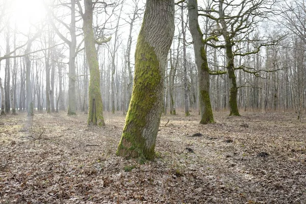 Orman parkına giden yol. Sonbahar renkleri, yumuşak güneş ışığı. Güçlü ağaçlar, kuru bitkiler, yosun, altın yapraklar. Baharın başında. Atmosferik manzara. Doğa, çevre. Panoramik görünüm