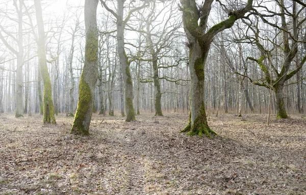 Orman parkına giden yol. Sonbahar renkleri, yumuşak güneş ışığı. Güçlü ağaçlar, kuru bitkiler, yosun, altın yapraklar. Baharın başında. Atmosferik manzara. Doğa, çevre. Panoramik görünüm