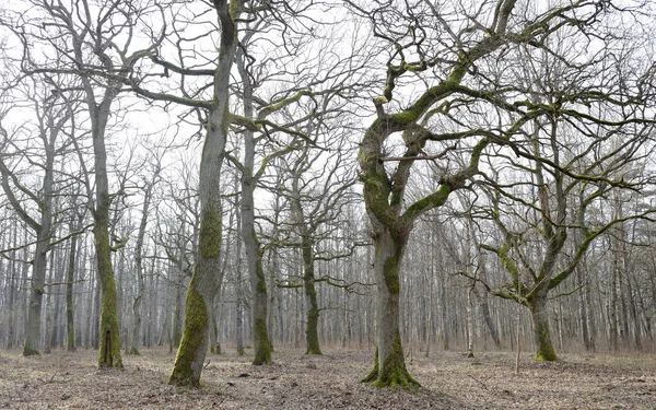 Orman parkına giden yol. Sonbahar renkleri, yumuşak güneş ışığı. Güçlü ağaçlar, kuru bitkiler, yosun, altın yapraklar. Baharın başında. Atmosferik manzara. Doğa, çevre. Panoramik görünüm