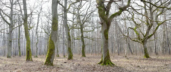 Orman parkına giden yol. Sonbahar renkleri, yumuşak güneş ışığı. Güçlü ağaçlar, kuru bitkiler, yosun, altın yapraklar. Baharın başında. Atmosferik manzara. Doğa, çevre. Panoramik görünüm