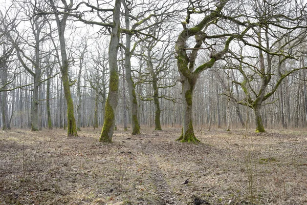 Orman parkına giden yol. Sonbahar renkleri, yumuşak güneş ışığı. Güçlü ağaçlar, kuru bitkiler, yosun, altın yapraklar. Baharın başında. Atmosferik manzara. Doğa, çevre. Panoramik görünüm