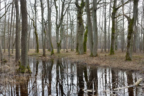 Ścieżka Przez Park Leśny Jesienne Kolory Miękkie Światło Słoneczne Potężne — Zdjęcie stockowe