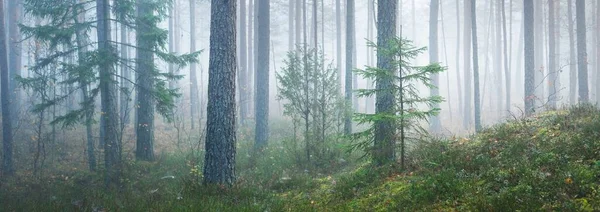 Путь Через Величественный Вечнозеленый Сосновый Лес Тумане Мягкий Солнечный Свет — стоковое фото