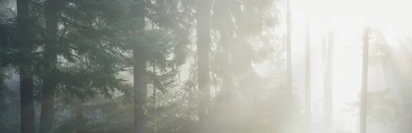 Misteriosa Foresta Sempreverde Nella Nebbia Potenti Pini Francia Europa Scuro — Foto Stock