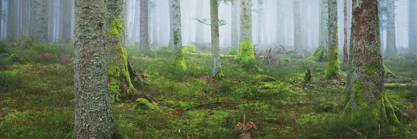 Misterioso Bosque Siempreverde Una Niebla Poderosos Pinos Musgo Helecho Plantas —  Fotos de Stock