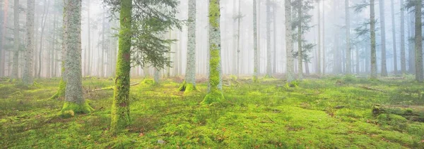 Sis içindeki esrarengiz yeşil orman. Güçlü çam ağaçları, yosun, eğrelti otu, bitkiler. Fransa, Avrupa. Karanlık atmosferik sonbahar manzarası. Panoramik manzara. Ekoloji, ekoloji, mevsimler, doğa. Fantezi, sihir
