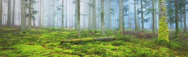 Sis içindeki esrarengiz yeşil orman. Güçlü çam ağaçları, yosun, eğrelti otu, bitkiler. Fransa, Avrupa. Karanlık atmosferik sonbahar manzarası. Panoramik manzara. Ekoloji, ekoloji, mevsimler, doğa. Fantezi, sihir