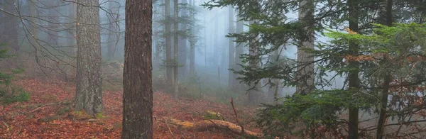 Camino Tierra Camino Través Misterioso Bosque Siempreverde Una Niebla Poderosos — Foto de Stock