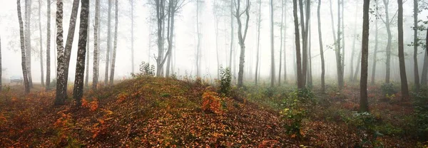 曇り空の秋の日に霧の白樺林のパノラマビュー 朝の霧の中で木の幹 地面にカラフルな黄色 オレンジ 赤の葉 妖精の風景 フィンランド — ストック写真