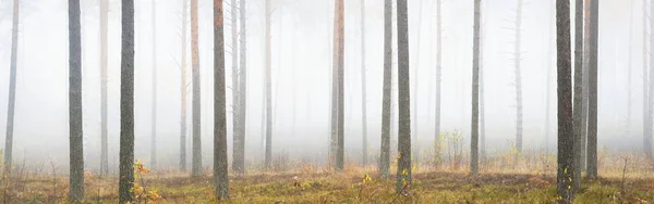 Панорамный Вид Туманный Осенний Лес Зеленая Трава Красные Оранжевые Листья — стоковое фото