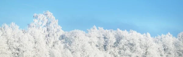 Des Arbres Enneigés Forêt Après Blizzard Lever Soleil Pure Lumière — Photo