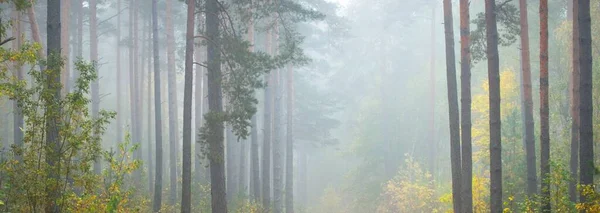 灿烂的常绿森林在日出的雾中 参天大树生态学 生态旅游 环境保护 全景视图 — 图库照片