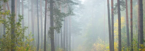 Floresta Verdejante Majestosa Num Nevoeiro Nascer Sol Árvores Fortes Ecologia — Fotografia de Stock