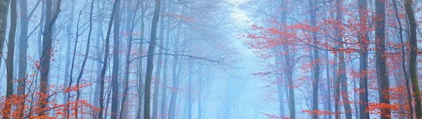 神秘的なブナの森を通る道 濃い朝の霧 赤とオレンジの葉 ロレーヌ フランス 暗い大気の秋の風景 エコツーリズム — ストック写真