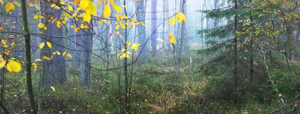 Путь Через Величественный Вечнозеленый Сосновый Лес Тумане Мягкий Солнечный Свет — стоковое фото