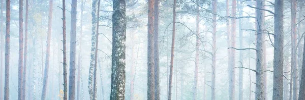 Görkemli orman parkının panoramik manzarası. Sis, yumuşak ışık. Idyllic manzara. Doğa, çevre koruma, ekoloji