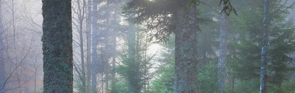 Sis içindeki esrarengiz yeşil orman. Güçlü çam ağaçları. Fransa, Avrupa. Karanlık atmosferik sonbahar manzarası. Panoramik manzara. Ekoloji, ekoloji, mevsimler, doğa. Fantezi, sihir